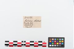 Etikett zu Bronzerollenkopfnadel (NHMW-PRAE-024322)